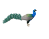 MM Peacock