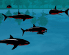 Pet Black/red Shark
