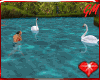 Swans in Love 