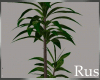 Rus Cali Plant 1