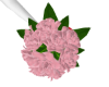 Pink Roses