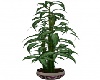 Rocco Bamboo Plant