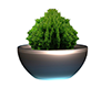 ~N~ Potted Plant 1