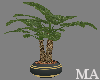 -MA-The Hawaiian Palm