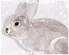 $K Head Rabbit Animated