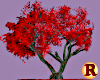 Red leaf Tree