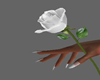 OX! White Rose