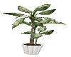 Potted Plant