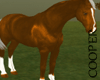 !A brown horse