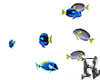 Fish Blue Tang Animated