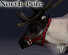 North Pole Reindeer
