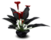 Red Blk Lily