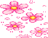 Pink Flowers