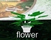 white flower in pot