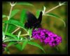 butterfly black frame