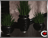 Lussuria Potted Plants
