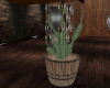 (S)Barrel  Cactus flower