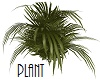 Africa Plant