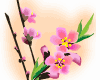 sakura-peach