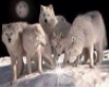 Wolf family 2