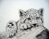 snow leopard on mountain