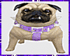 Pug Dog Animated Pet