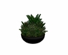 Low potted plant 2