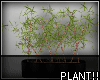 A- Plant!!