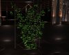 ♣ Tranquil Wall Vines
