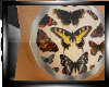 !  Butterfly Ear Plugs f
