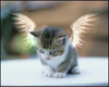 Angel Kitten