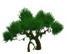 LC- Moss Oak Tree