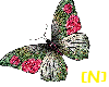 [N]Butterfly