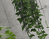 金 Hanging Vines