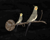 Cockatiel on stick