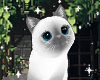 ♡ Cat Cutie