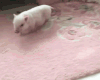 Pig Pet