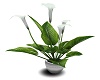 Lily Plant