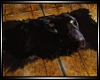 Black Panther Rug