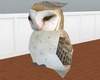 [JD] Barn Owl