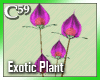 [C59] Exotic Purple 3