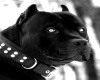 Black Pit