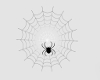 [Der] Spider Web