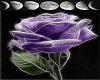 purplerose with fire