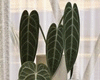 Anthurium Plant