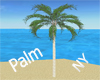 NY| Der Palm tree