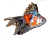 Calico Goldfish