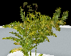 Sporophyte Tree