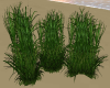 [CI]Beach Grass Tufts