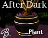 *B* After Dark Plant